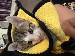 A picture of one of my cats