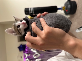 A picture of one of my cats