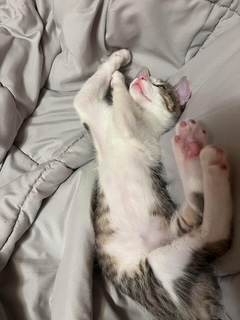 A picture of one of my cats