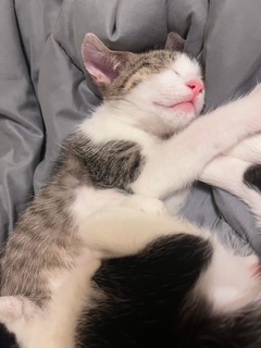 A picture of one of my cats