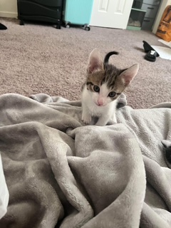 A picture of one of my cats