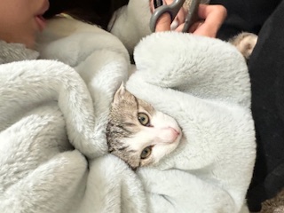 A picture of one of my cats