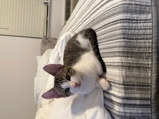 A picture of one of my cats