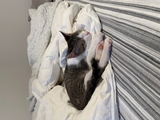 A picture of one of my cats