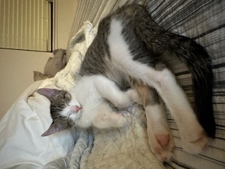 A picture of one of my cats