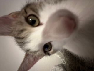 A picture of one of my cats