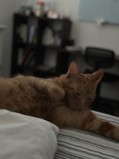 A picture of one of my cats