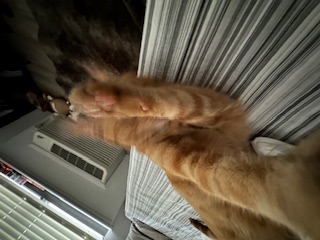 A picture of one of my cats