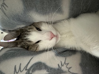 A picture of one of my cats