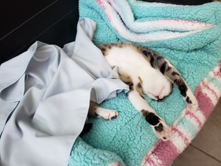 A picture of one of my cats