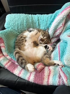 A picture of one of my cats