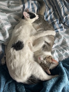 A picture of one of my cats