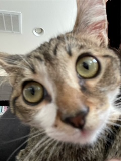 A picture of one of my cats