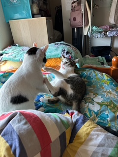 A picture of one of my cats