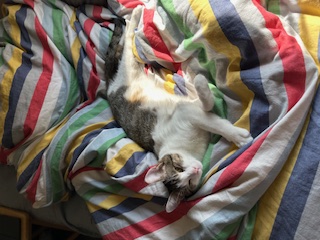 A picture of one of my cats