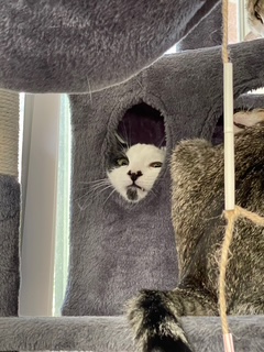 A picture of one of my cats