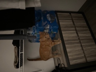 A picture of one of my cats