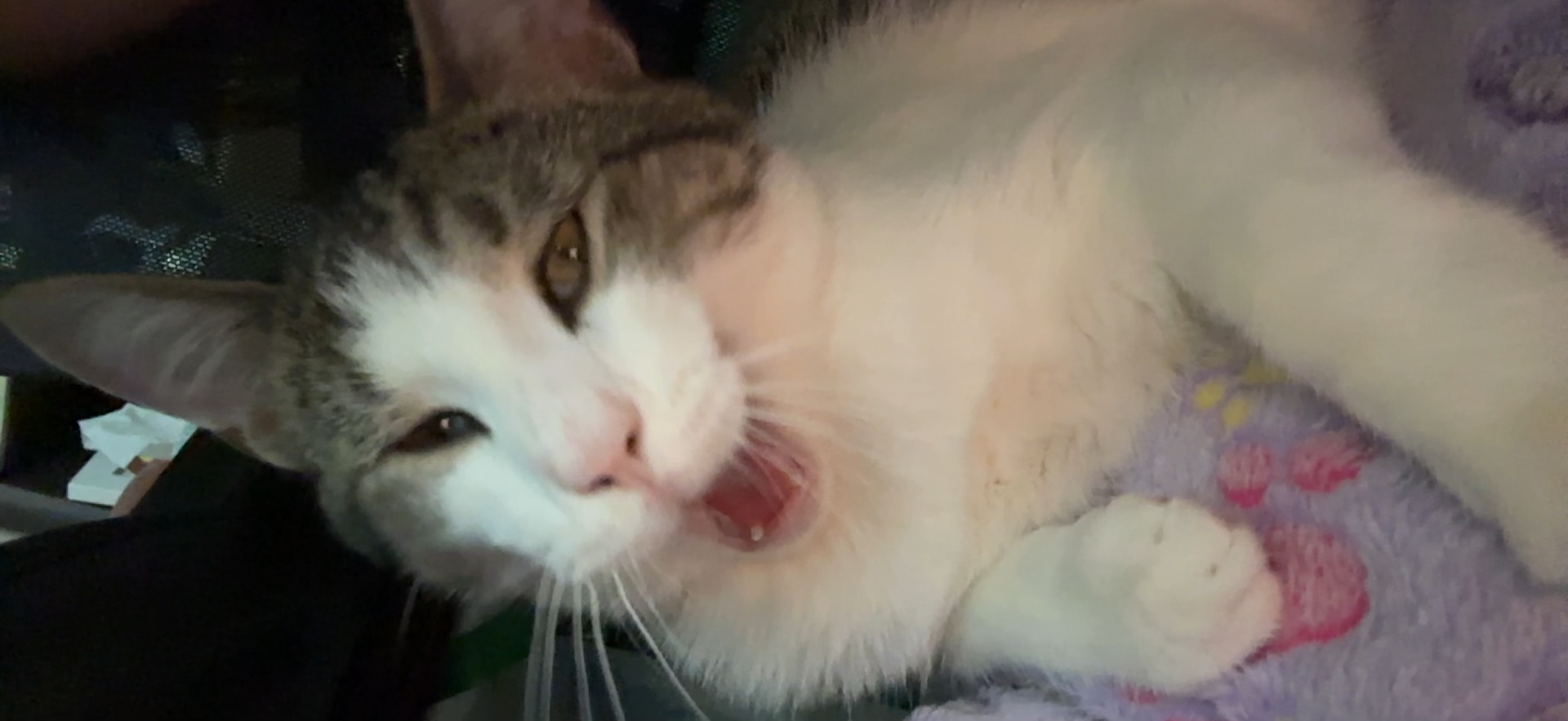 A picture of one of my cats