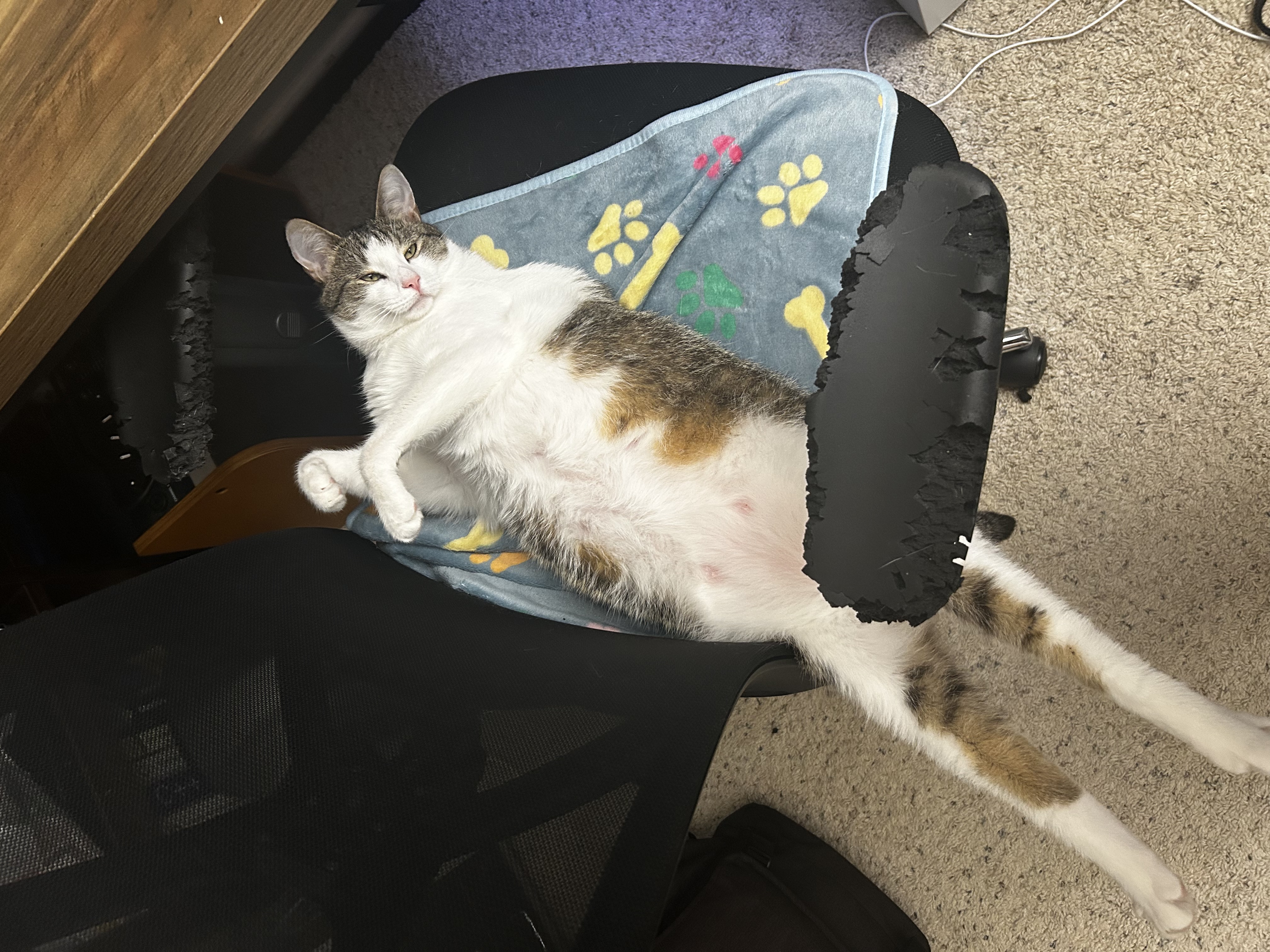 Professional headshot of my cat because I do not have a professional headshot.